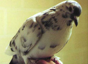 Houtduif (columba palumbus)